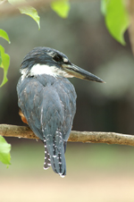 Ringed Kingfisher